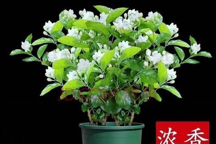 茉莉花追肥用什么肥料好