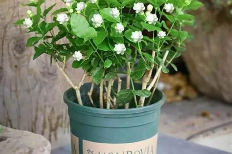 盆栽茉莉花施什么肥会比较好