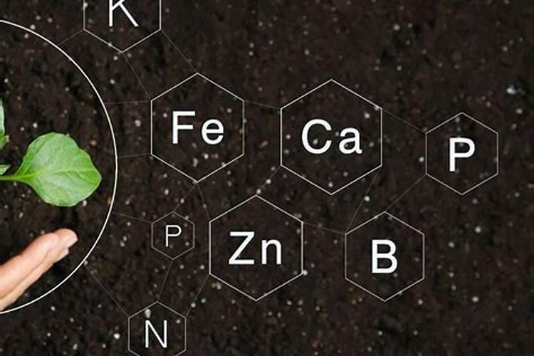 肥料的作用主要是给植物提供什么