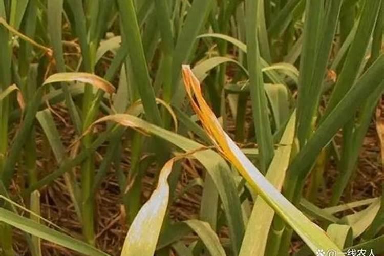 蒜苗发黄干叶怎么补救