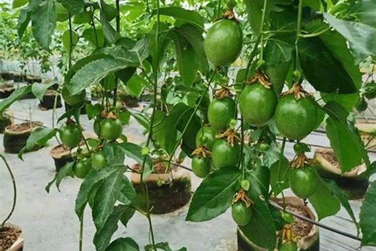 种植高产西红柿如何施肥？