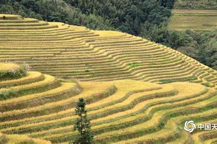 水稻哪个牌子的复合肥最好