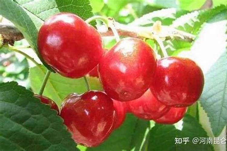 樱桃树夏季怎么养护
