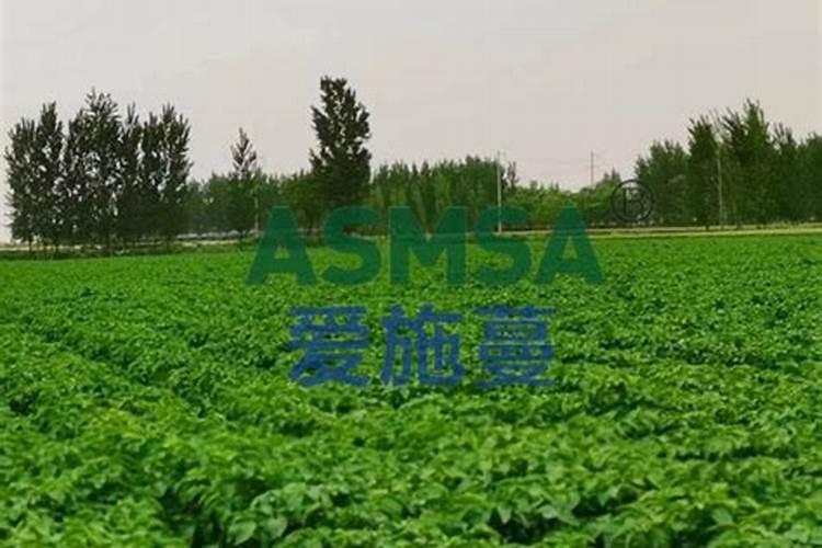 土豆施什么水溶肥？