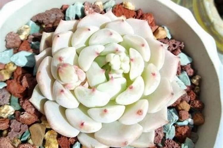 紫乐多肉植物怎么施肥