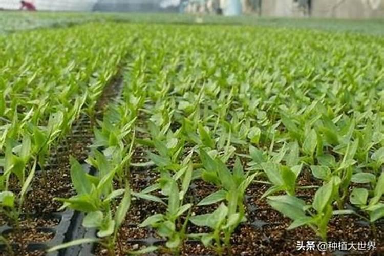 尿素化水可以浇树苗吗