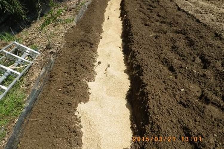 山芋怎么种植方法