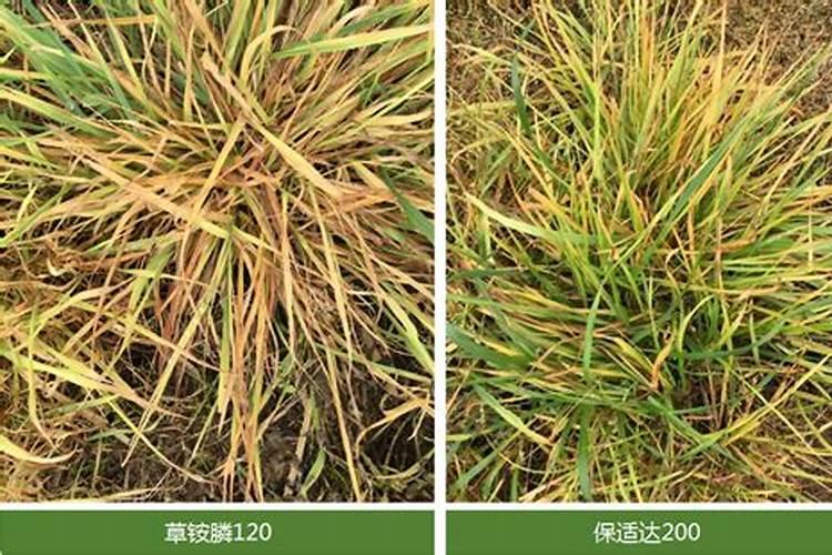 樱桃怎么打膨大素