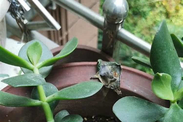 金玉满堂花黄叶子是怎么回事？