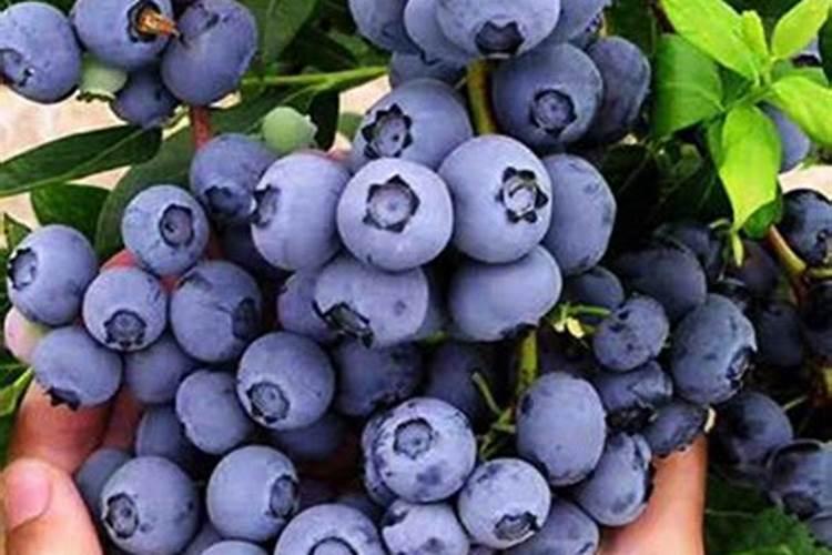 蓝莓用什么肥料最合适怎样给蓝莓施肥