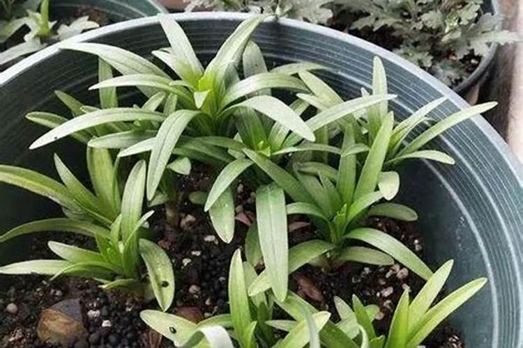 盆栽百合的养殖方法,以及注意事项。