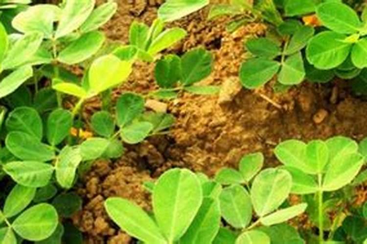 种花菜用什么肥料最好