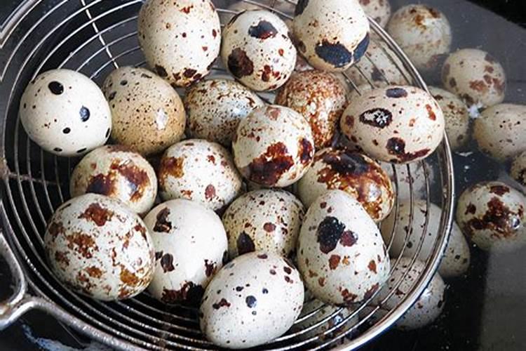 盆底埋颗鹌鹑蛋,花又壮又猛,长疯了!