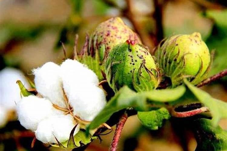 新疆棉花最后一片施肥应该在什么时候结束？时间。