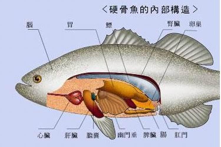 如何制作花肥 可以自制什么花肥