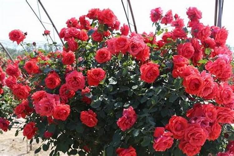 月季花骨朵插水里能开花吗 ？