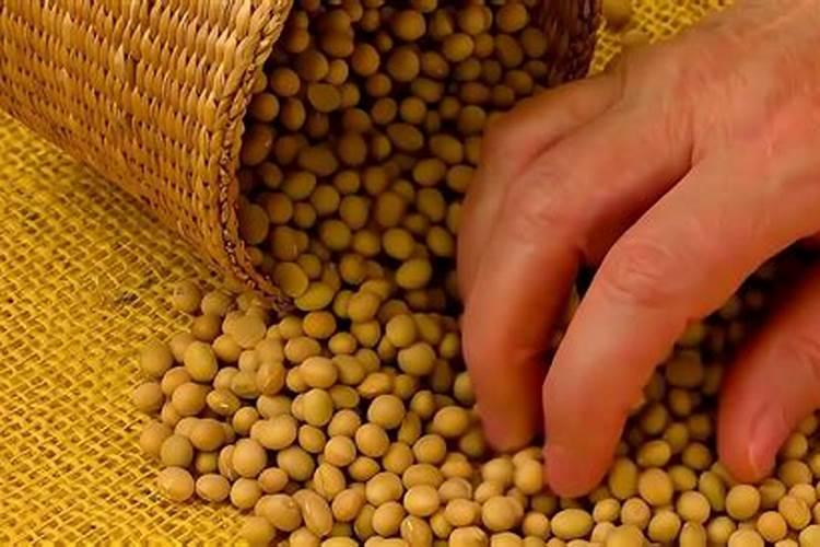 炒熟的黄豆可以做肥料吗 具体怎么操作能做肥料