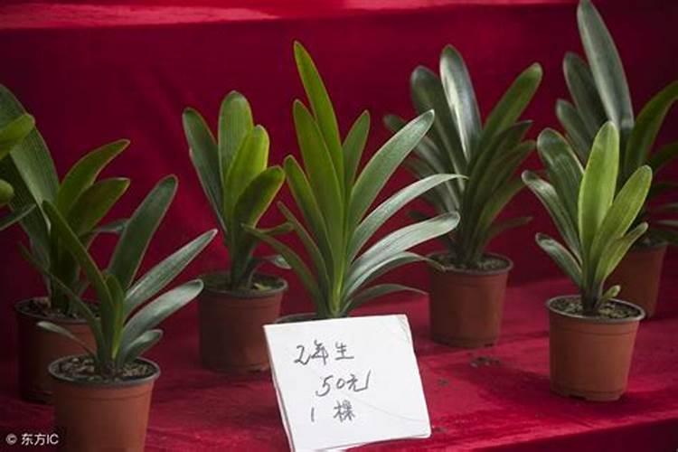 君子兰用什么叶面肥