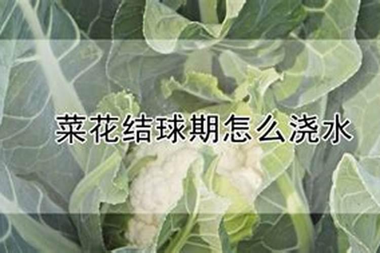 菜花怎样合理施肥？