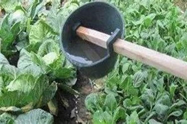 化粪池水能淋菜吗