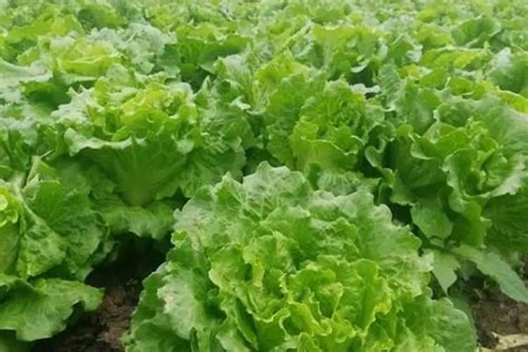 生菜最怕什么肥料