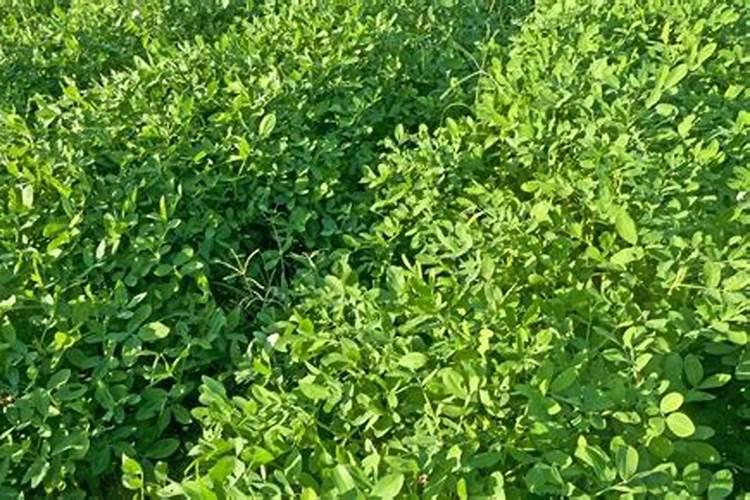 花生控旺打什么药效果最好