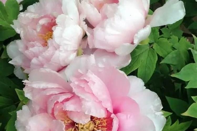 盆栽牡丹施肥过多叶面发黄变焦怎么办