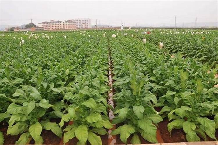 烤烟黑胫病特征