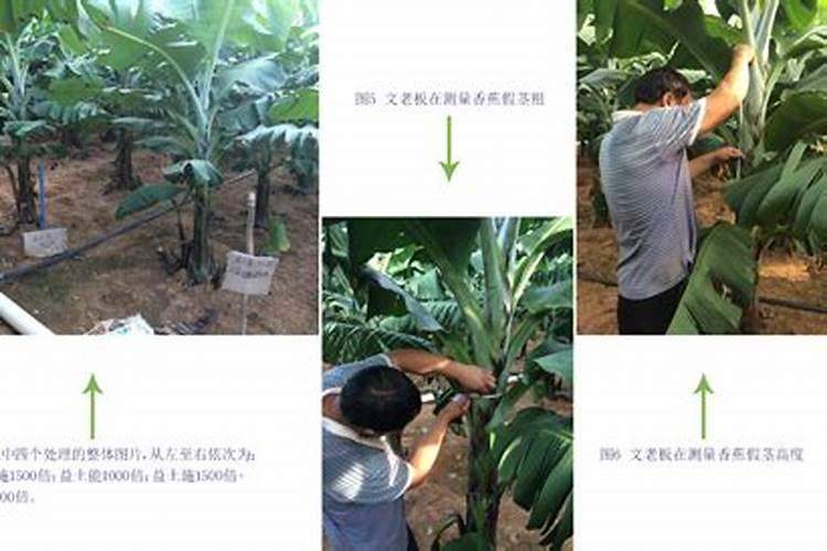香蕉树最忌三种肥料
