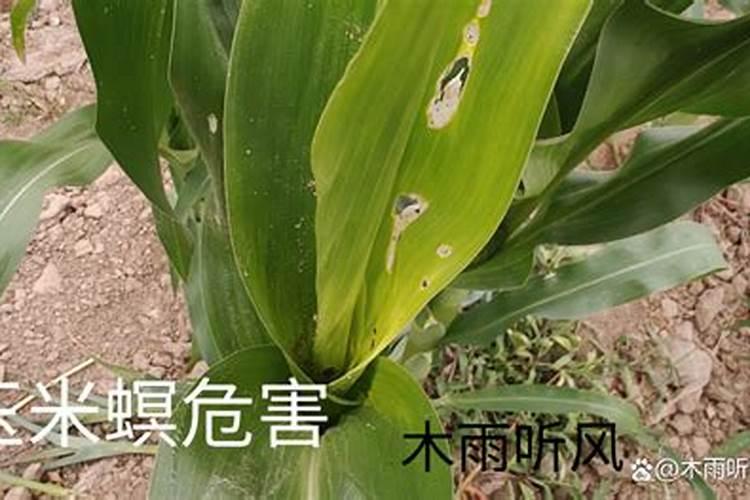 玉米螟防治化学方式用什么药最好
