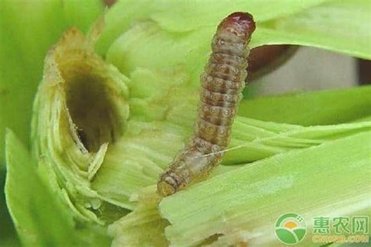 玉米大喇叭口一喷三防用什么药