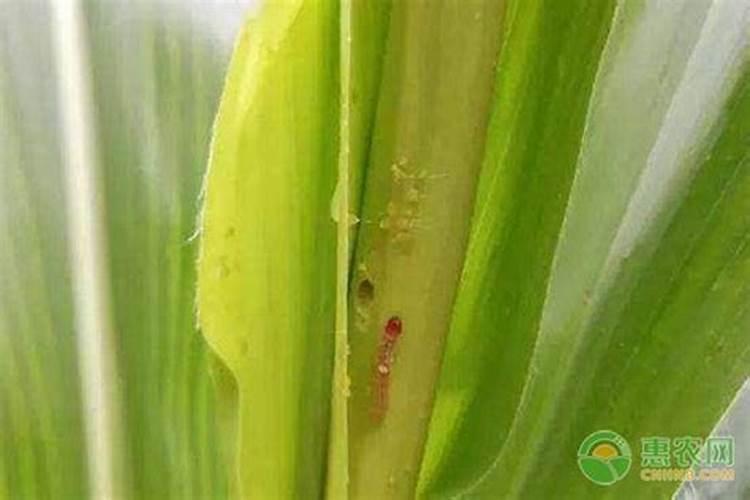 玉米大喇叭口时喷什么农药