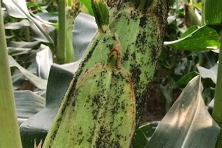 玉米第二遍药用什么配方最高产