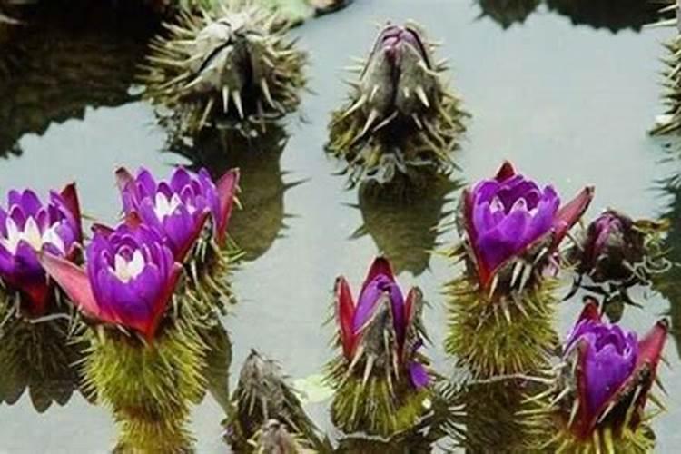 芡实新叶子上来打不开怎么会事？