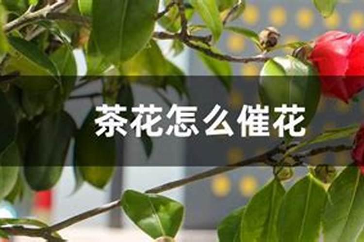 茶花树枝干干枯落叶如何解决？