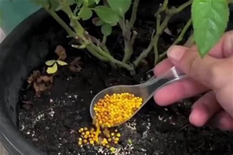 月季施肥过多症状是什么