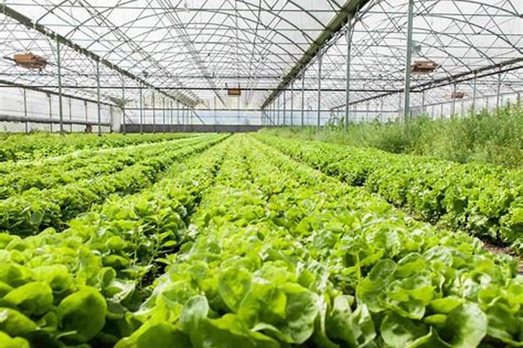 冬季大棚蔬菜用什么样的水溶肥效果比较好？