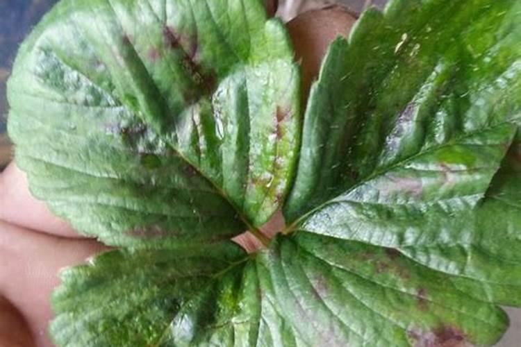 硫酸钾肥料适合种什么