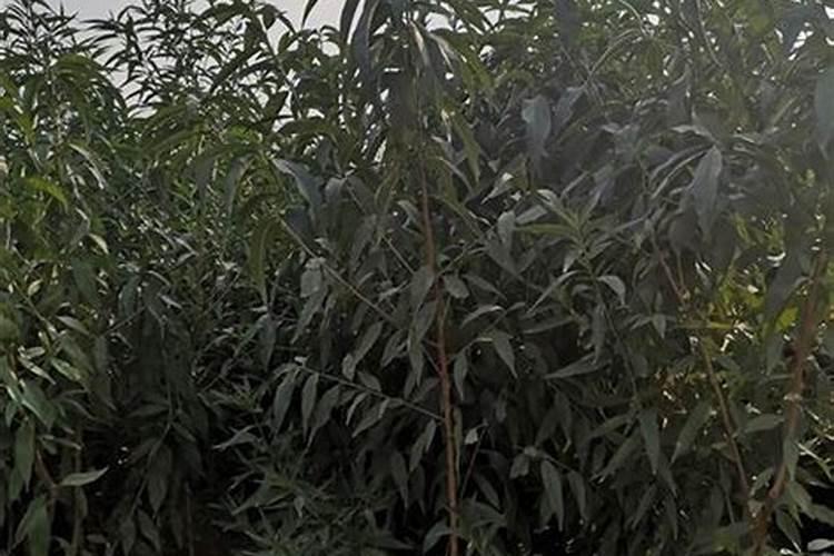 桃树苗栽的时候能不能施复合肥