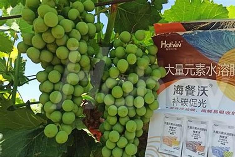 红提用什么肥使果实迅速膨大？红提水溶肥用法