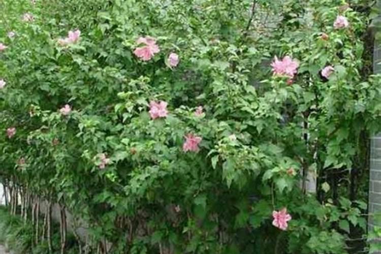 木槿的花期快到了,当前要怎样管理才能让它株型饱满,花开爆盆呢？