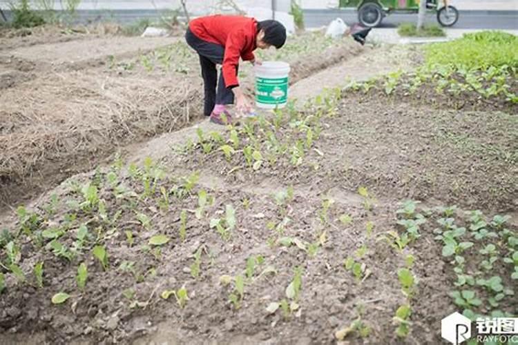 菜苗什么时候施肥 菜苗施肥的时间