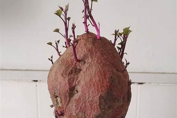 红薯发芽最快办法