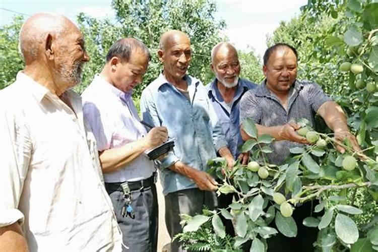 核桃掉果用啥药 核桃掉果的原因