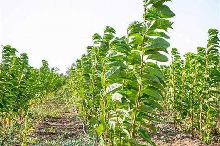 核桃树上什么肥料最好