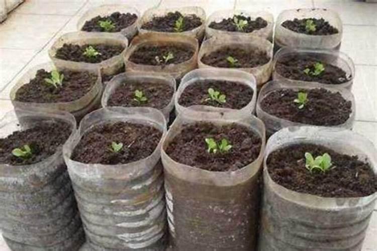 怎么才能种植好大棚西红柿