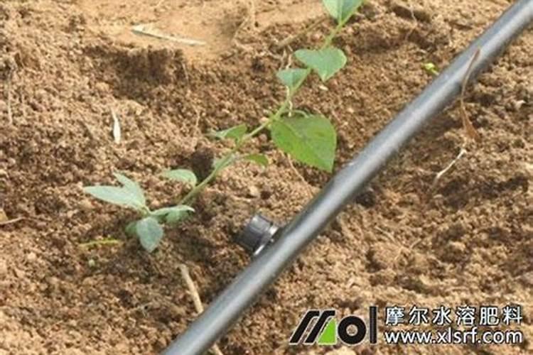 怎样给非洲茉莉施肥