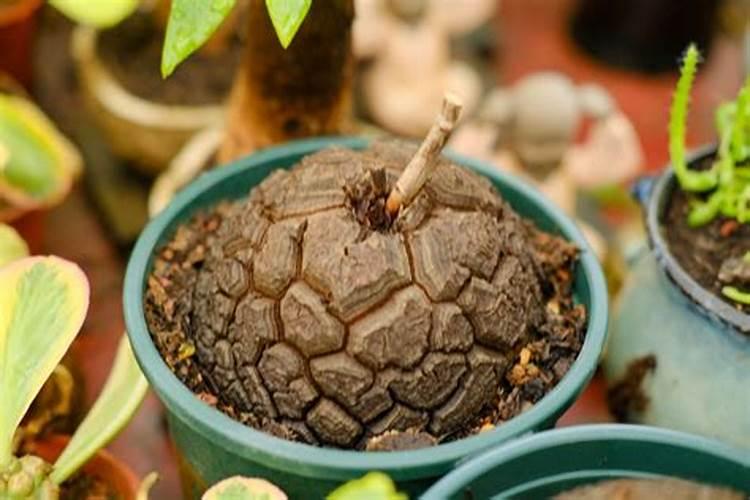 四月份多肉植物种植管理