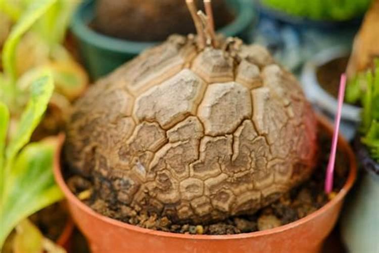 多肉植物新手如何养殖