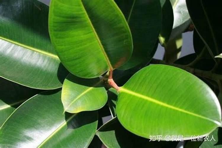 常见的氮肥有哪些